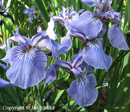 Iris hookeri